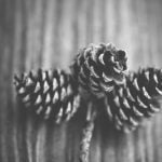 Pine Cones Winter