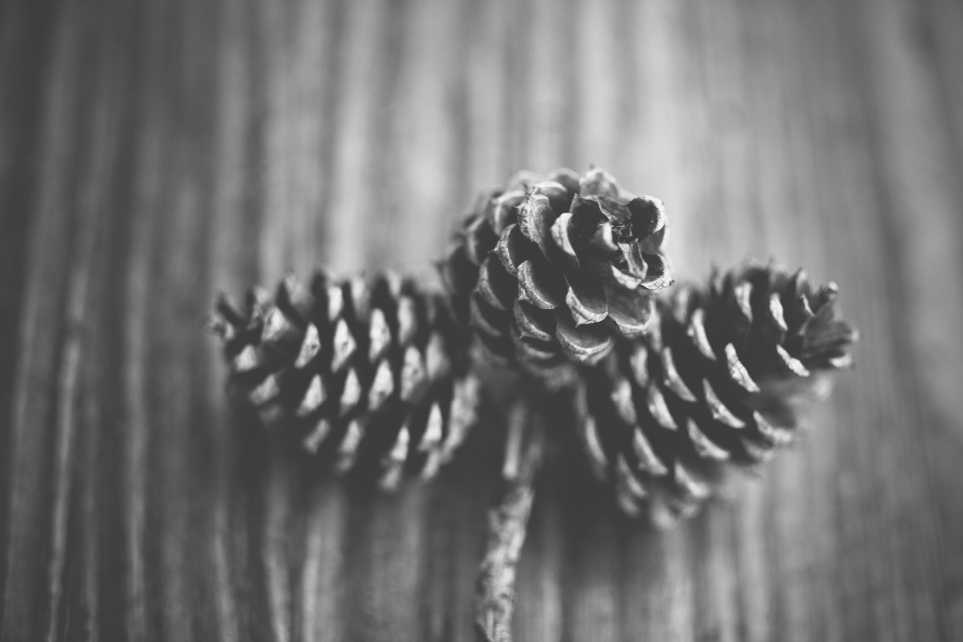 Pine Cones Winter