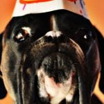 Pet birthday hampers