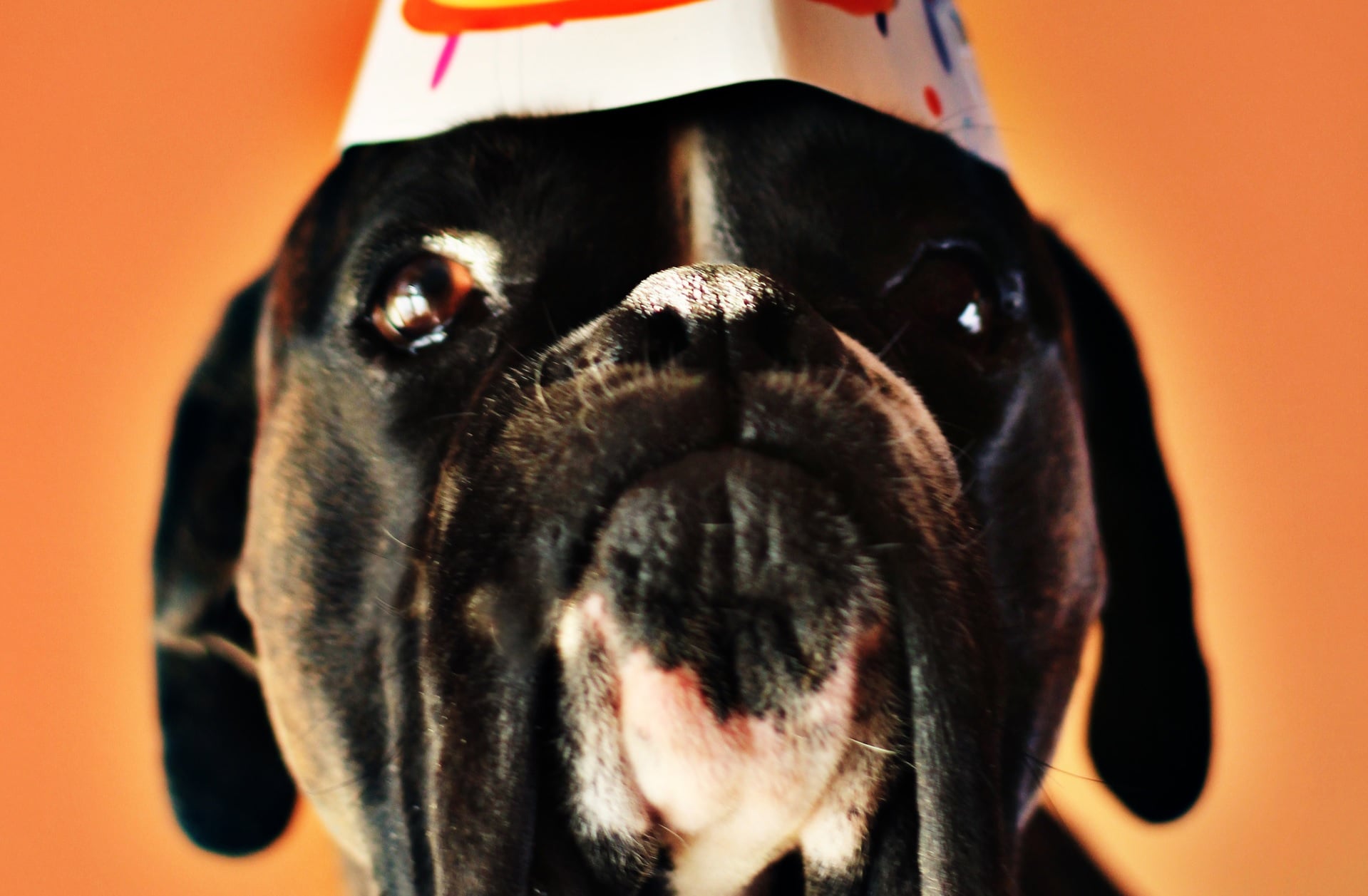 Pet birthday hampers