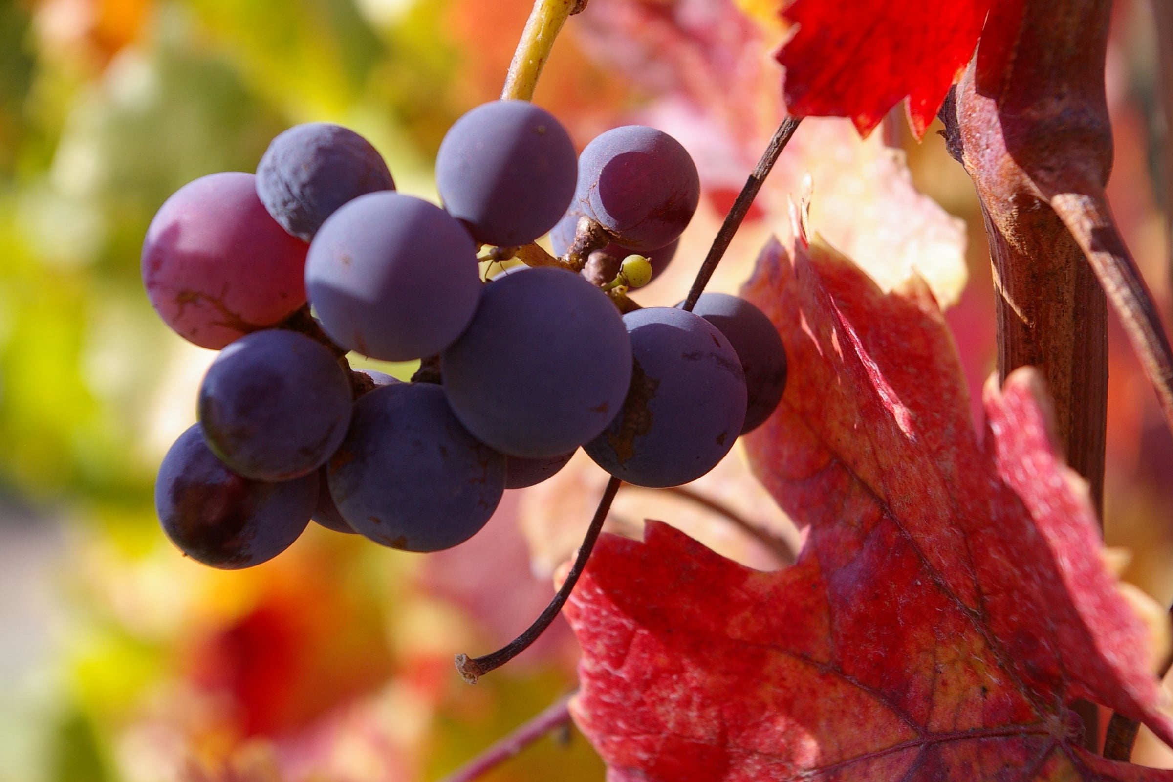 Best wines for autumn