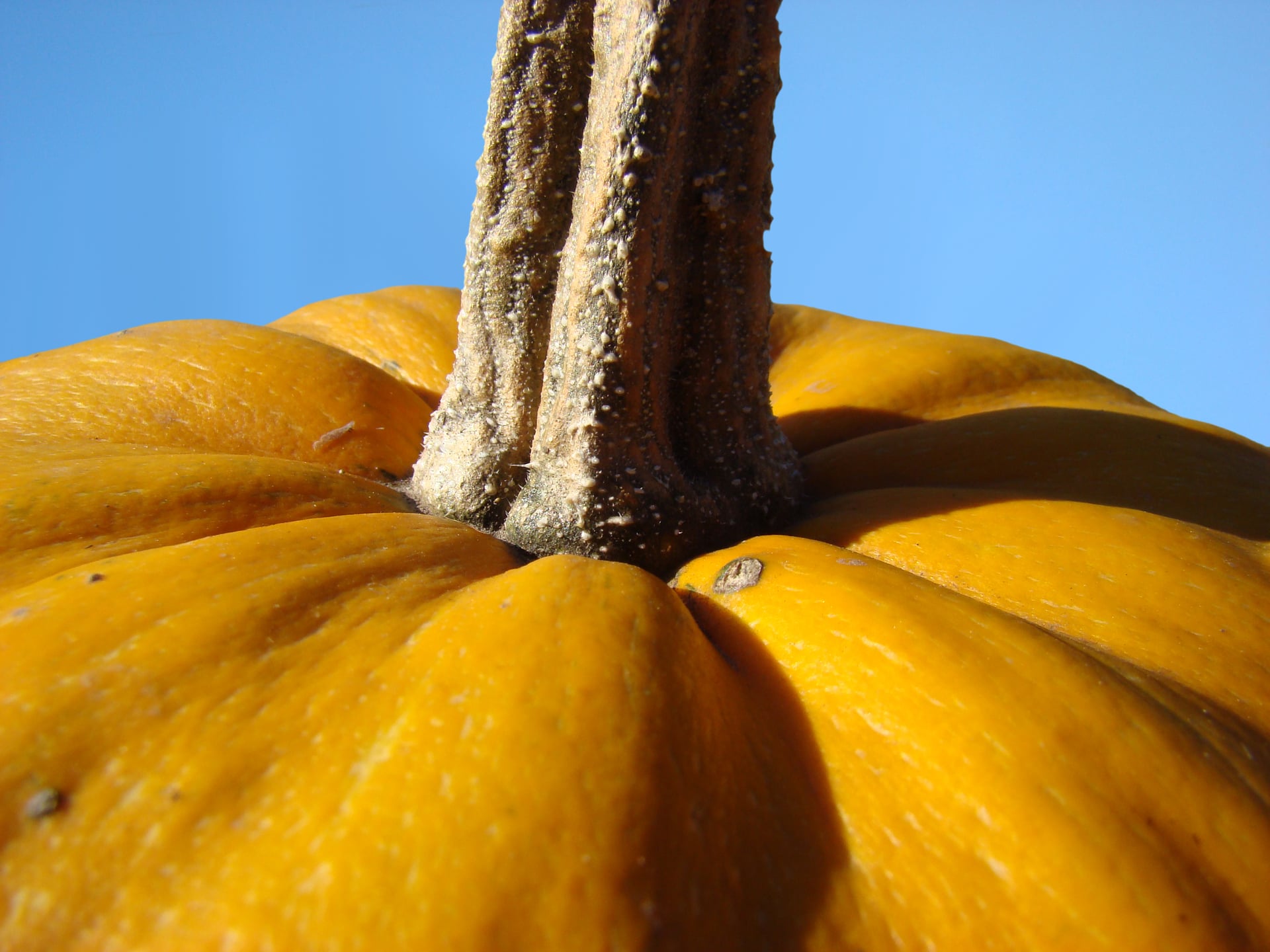 Healthy Halloween snacks