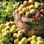 Apple recipe ideas