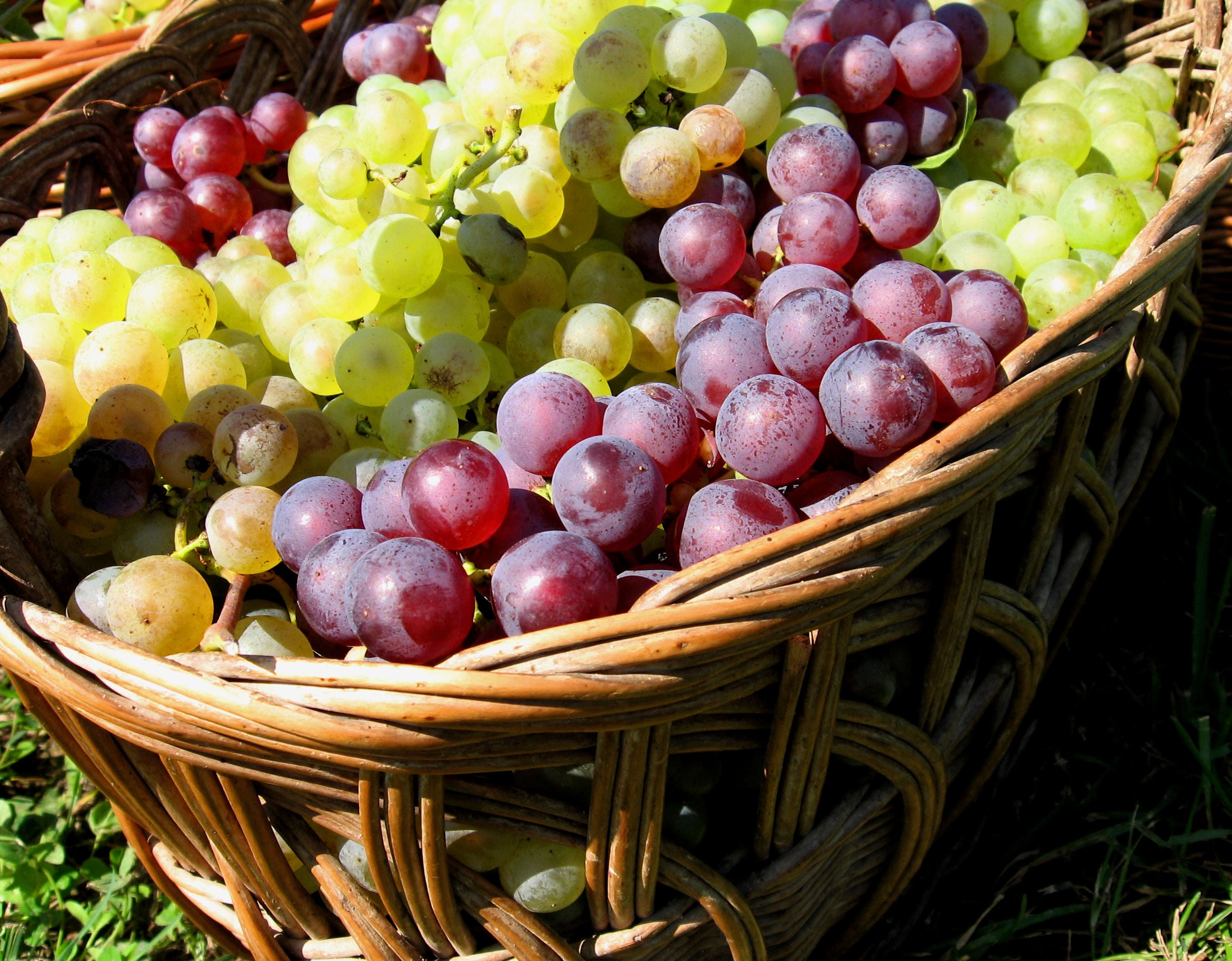Creative ways to enjoy grapes