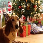 Pet Christmas hampers