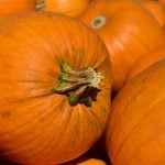 Pumpkin pie recipe