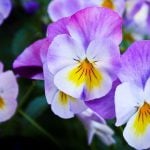 Pansy cookies