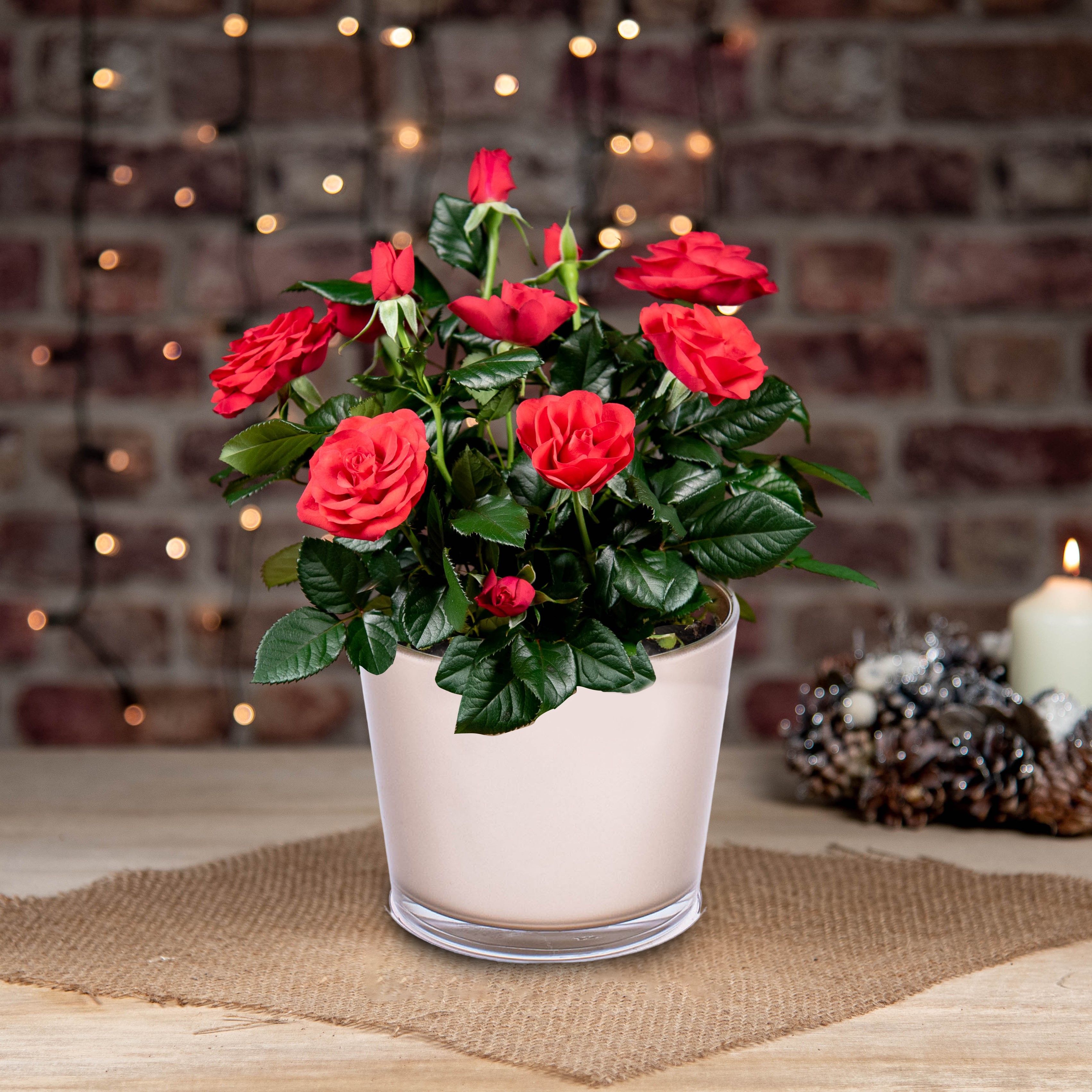 Christmas Red Rose Plant Prestige Hampers