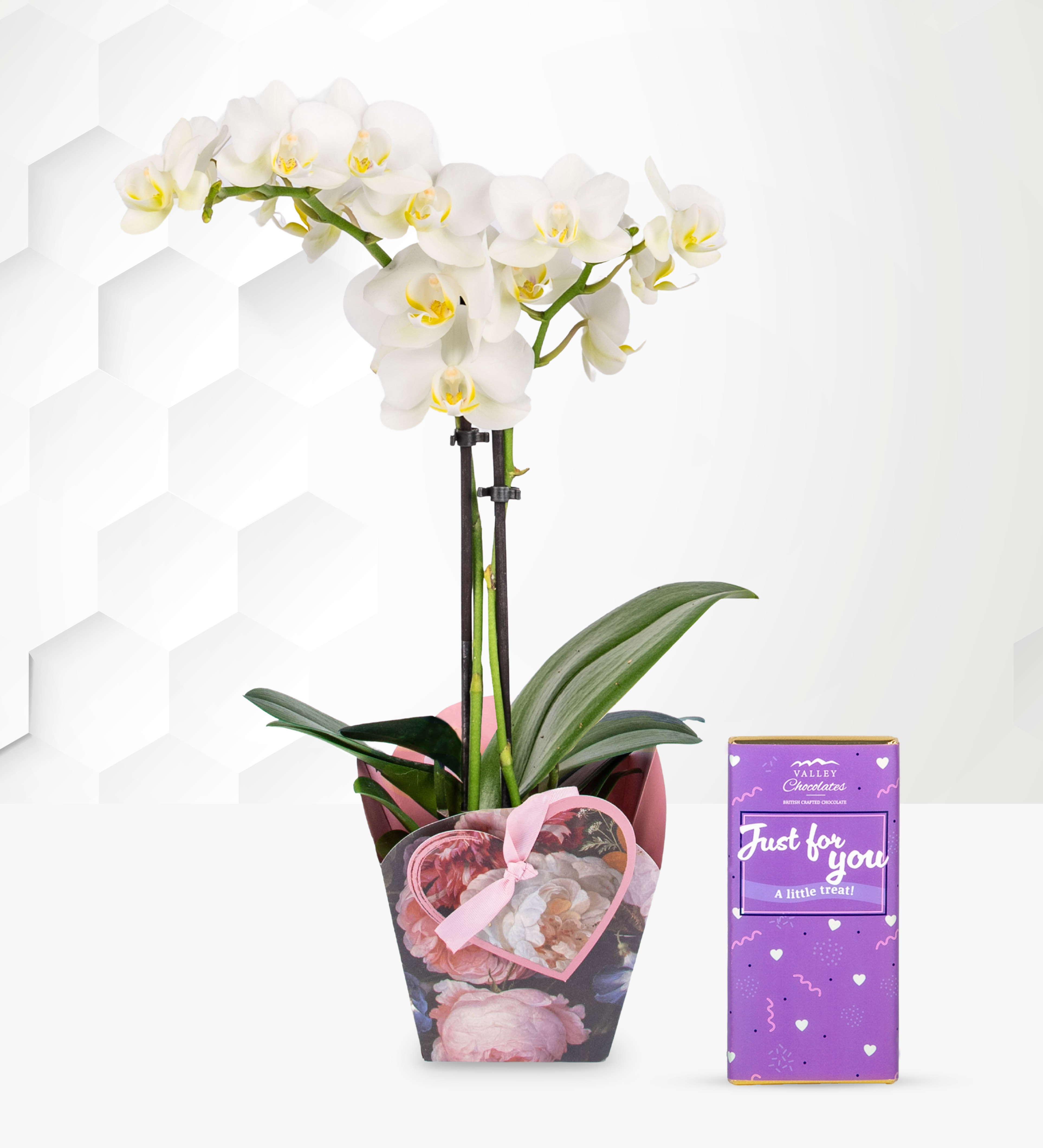 7+ Orchid Gifts Spring Orchid with Just For You Chocolate | Prestige Hampers