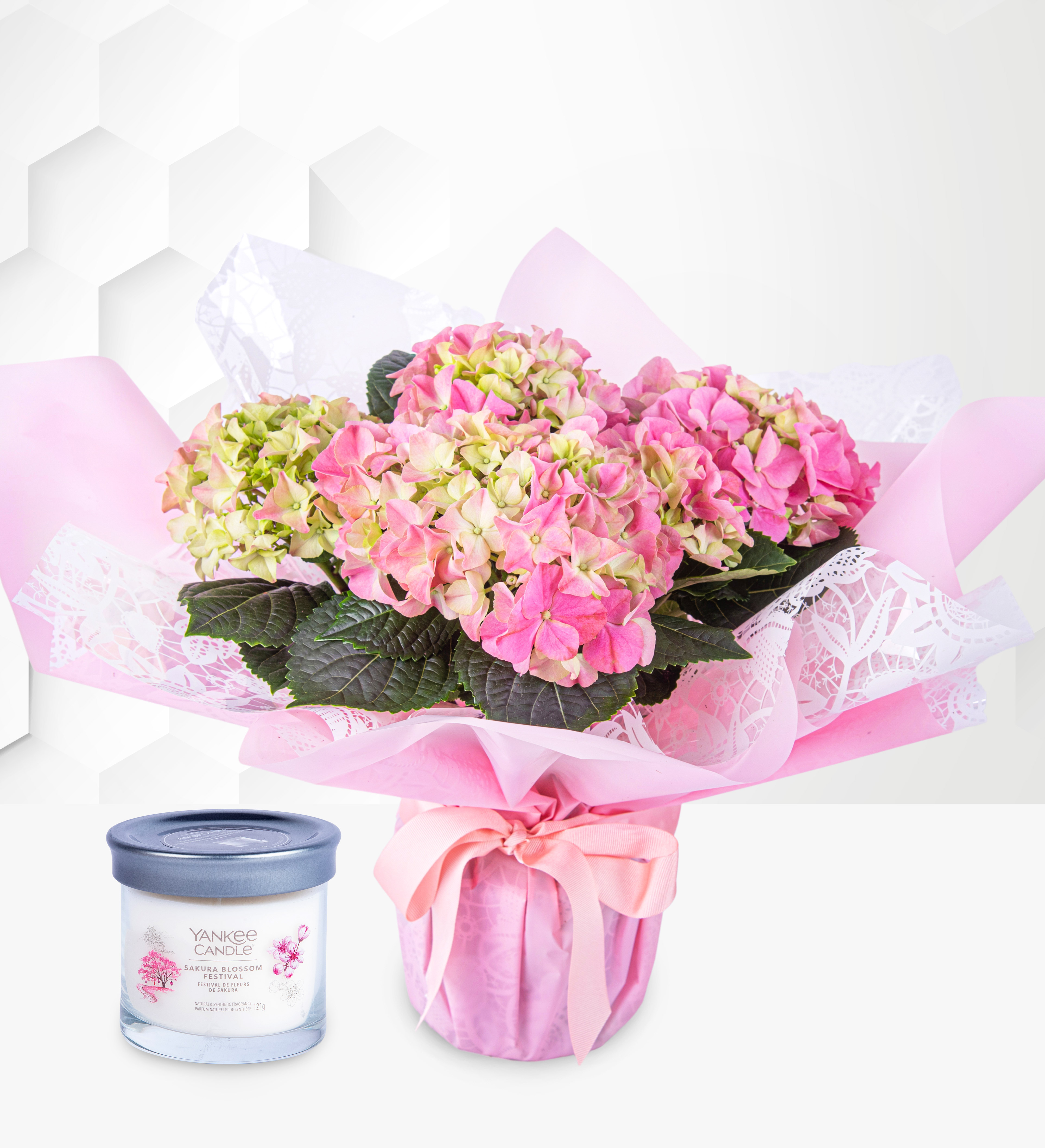 Heavenly Hydrangea Gift Prestige Hampers